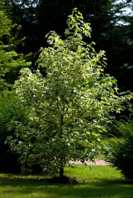 Liquidambar styraciflua 'Silver King' - ambroň západní - celek